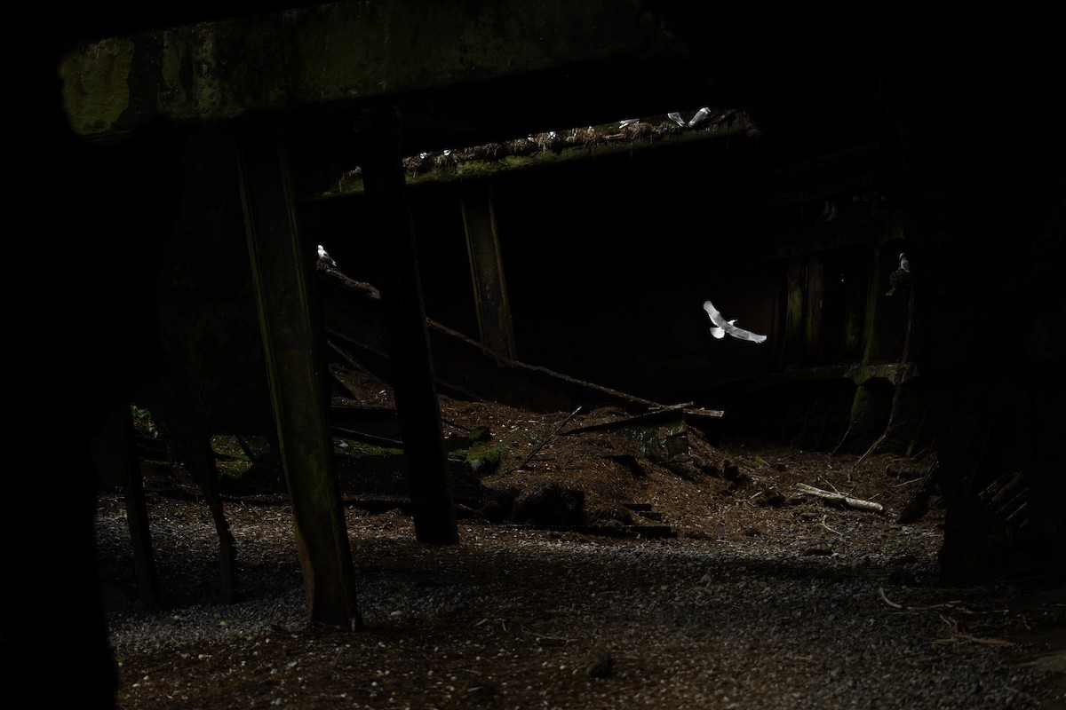 Mouette tridactyle - ML638738118