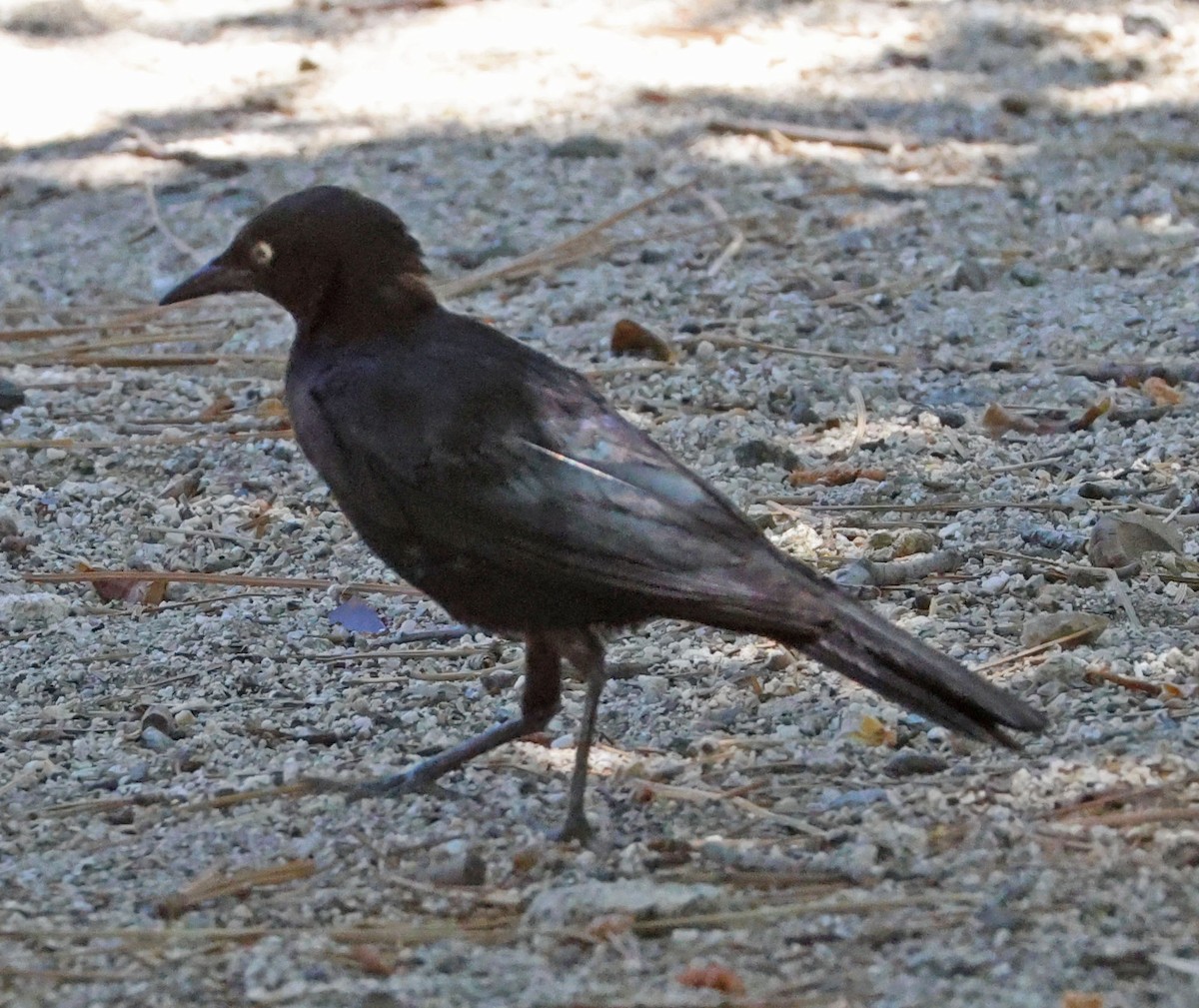 Brewer's Blackbird - ML638738122