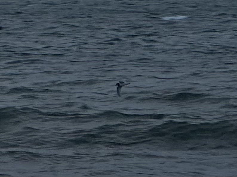 Blue Petrel - ML638738123