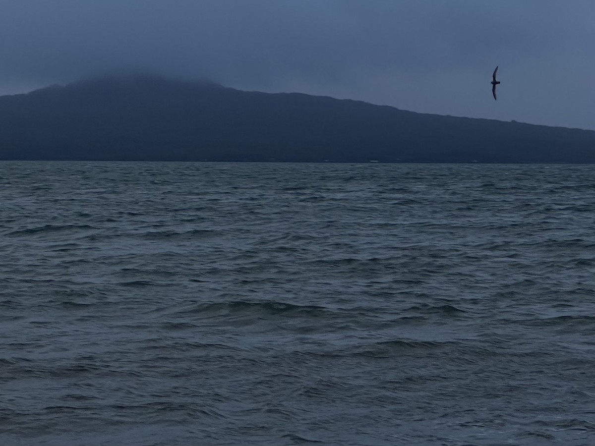 Blue Petrel - ML638738124