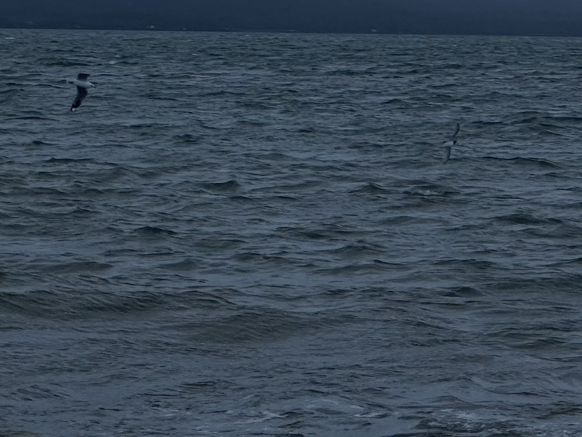 Blue Petrel - ML638738125