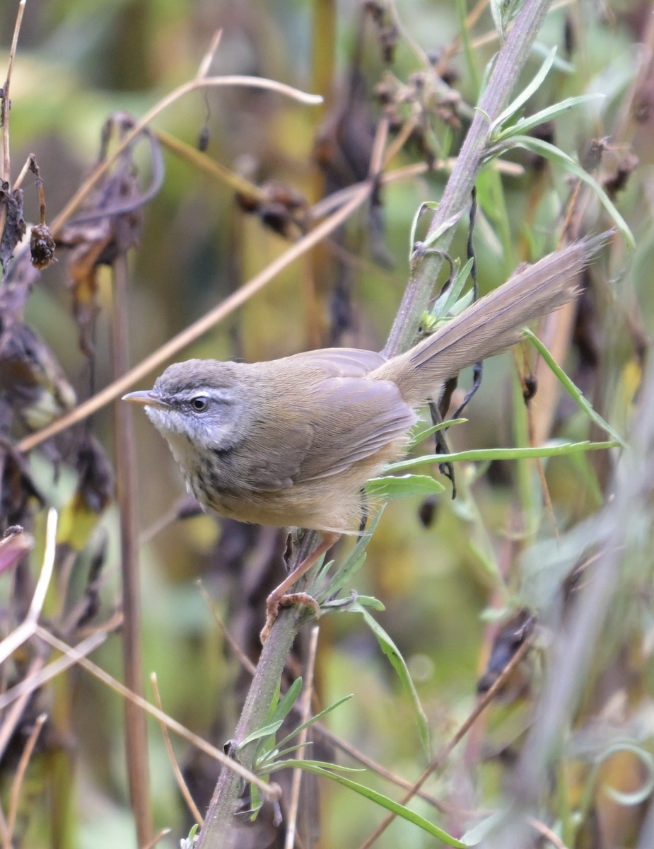 Hill Prinia - ML638738126