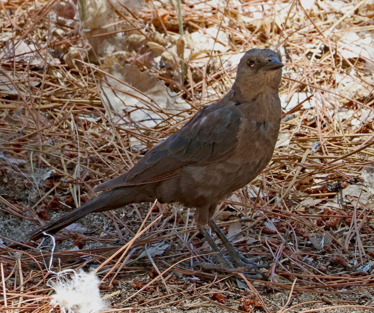 Great-tailed Grackle - ML638738127