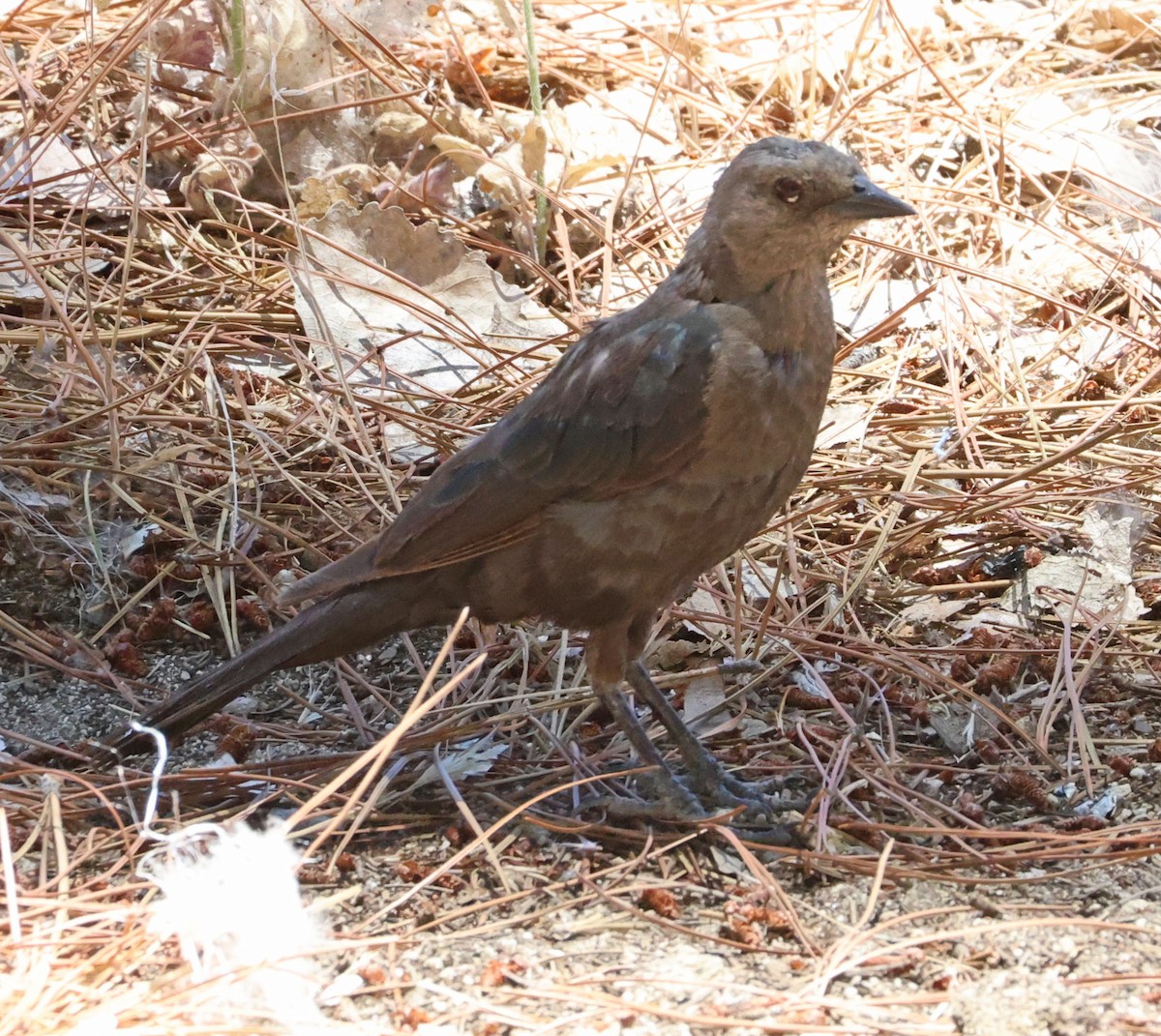 Great-tailed Grackle - ML638738128
