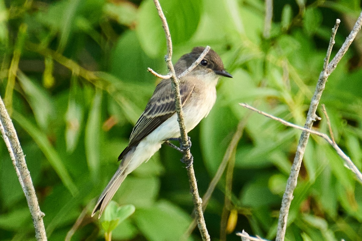 Eastern Phoebe - ML638738130