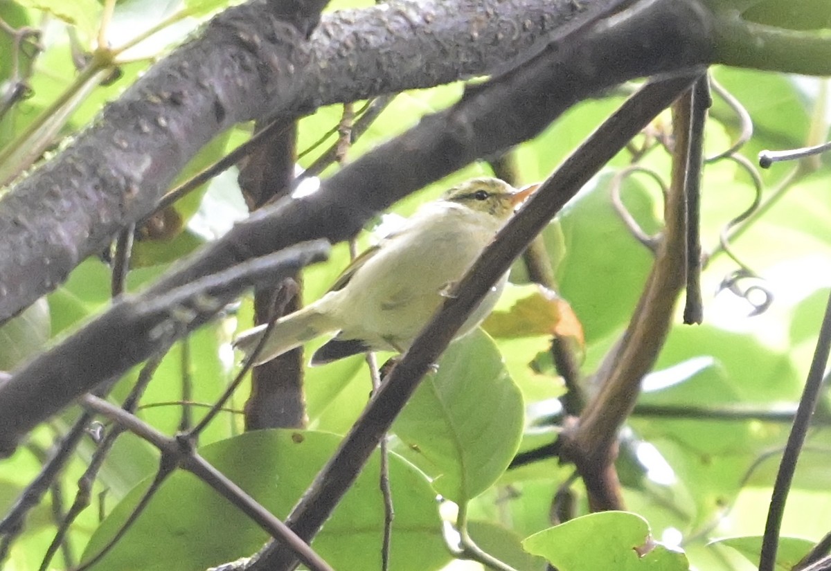 Davison's Leaf Warbler - ML638738131
