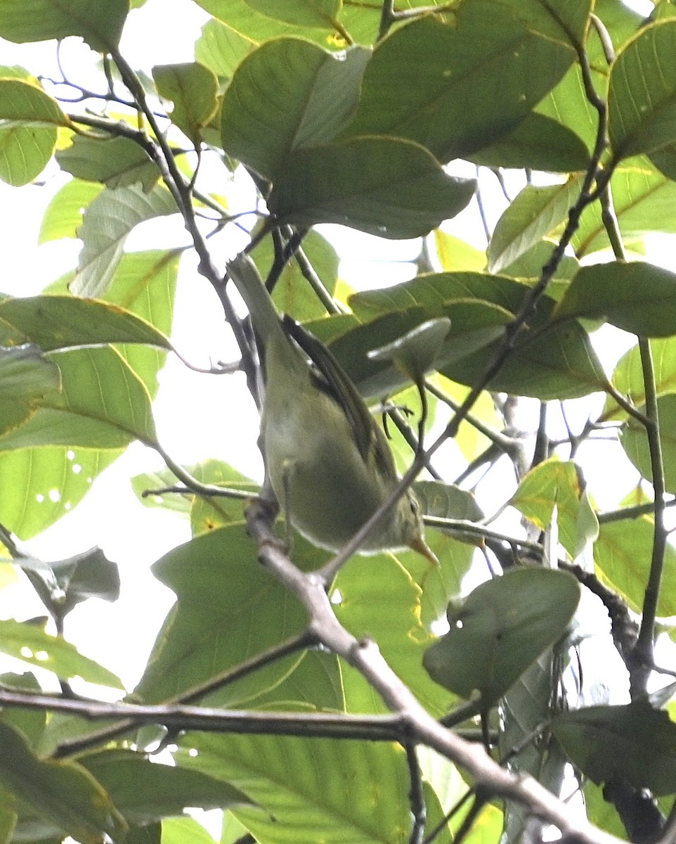 Davison's Leaf Warbler - ML638738132