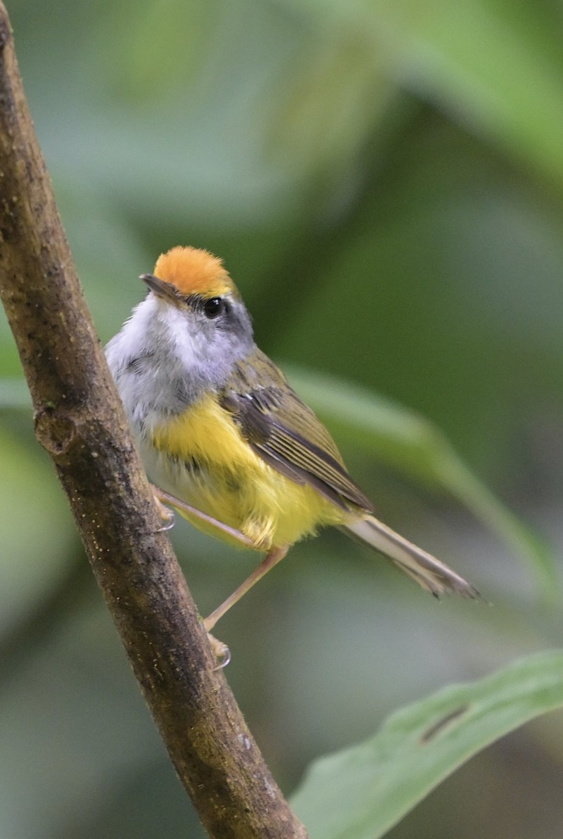 Mountain Tailorbird - ML638738134