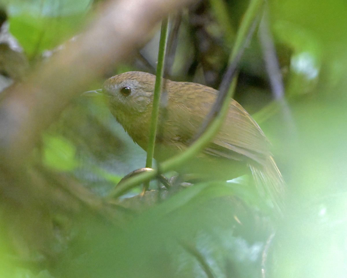 Spot-throated Babbler - ML638738135