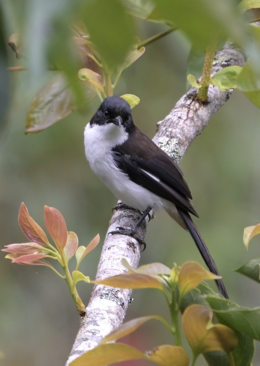 Black-backed Sibia - ML638738136