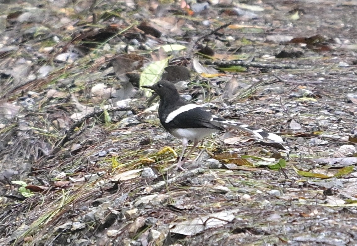 White-crowned Forktail (Northern) - ML638738140
