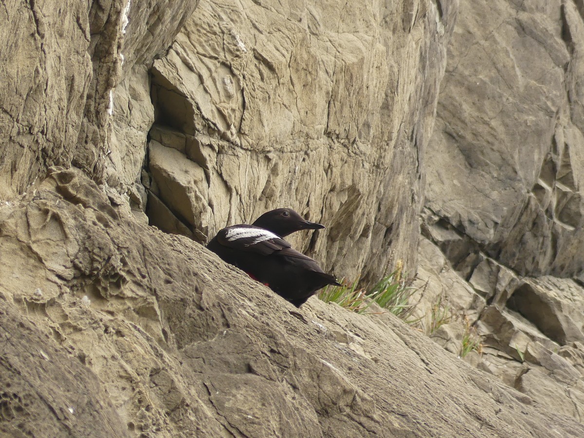 Pigeon Guillemot - ML638738144