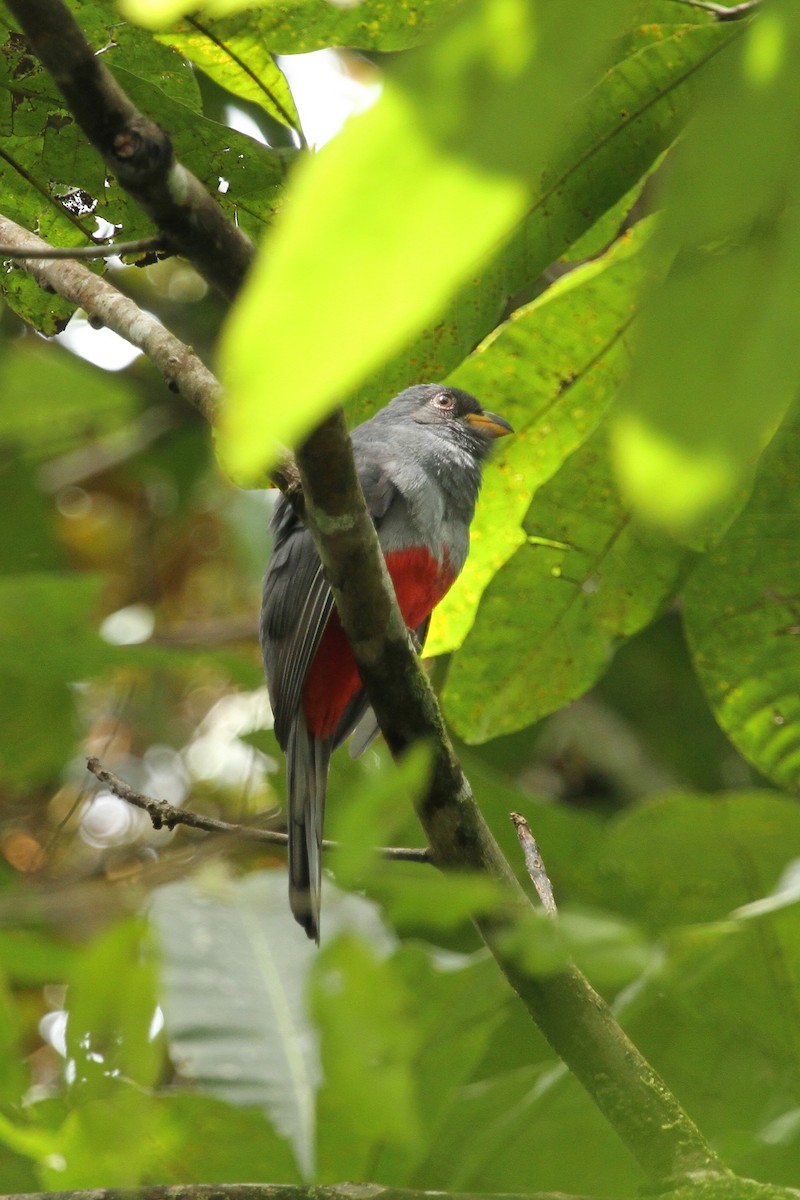 Black-tailed Trogon - ML638738148