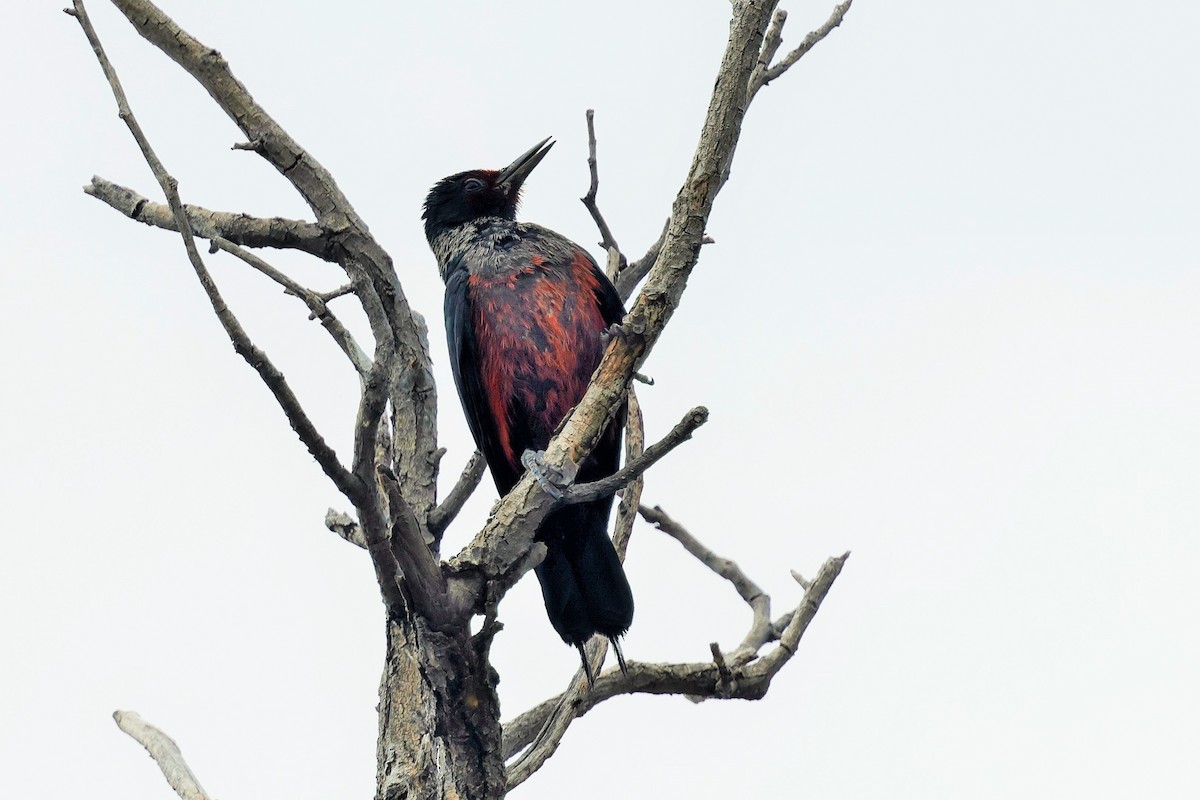 Lewis's Woodpecker - ML638738151