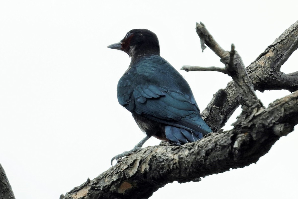 Lewis's Woodpecker - ML638738152