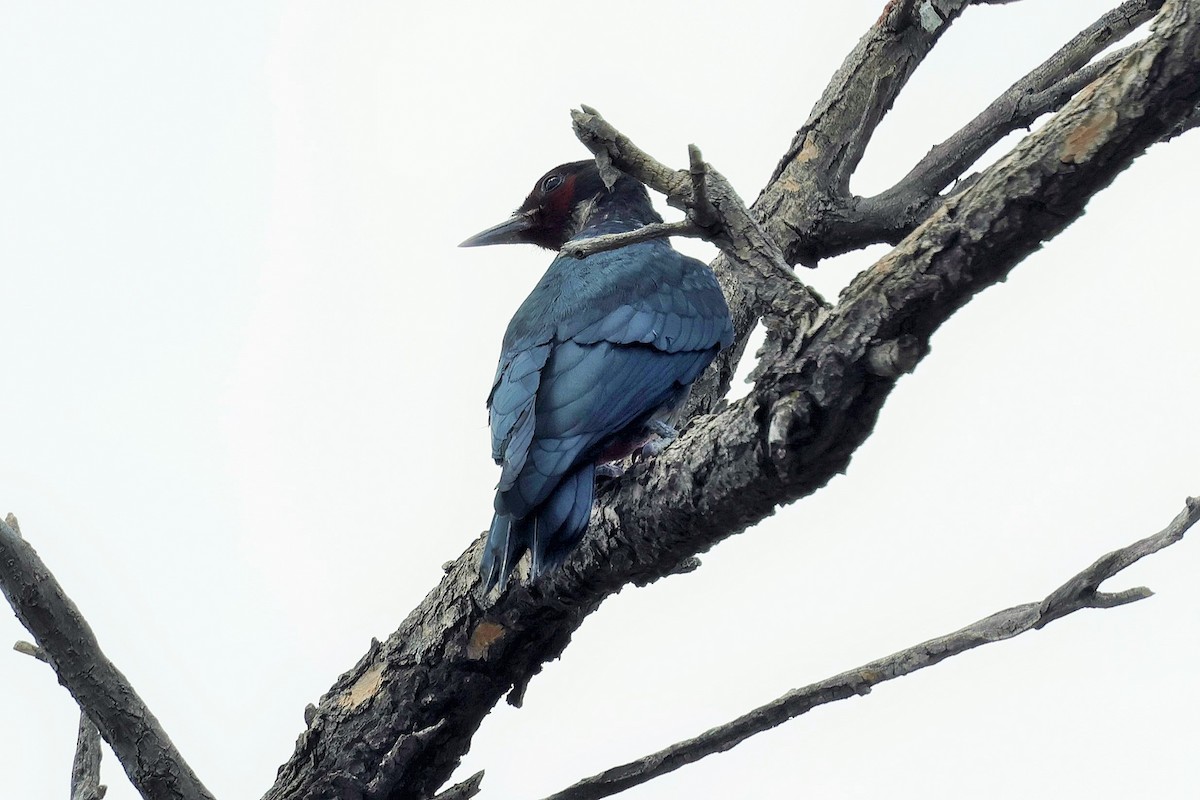 Lewis's Woodpecker - ML638738153