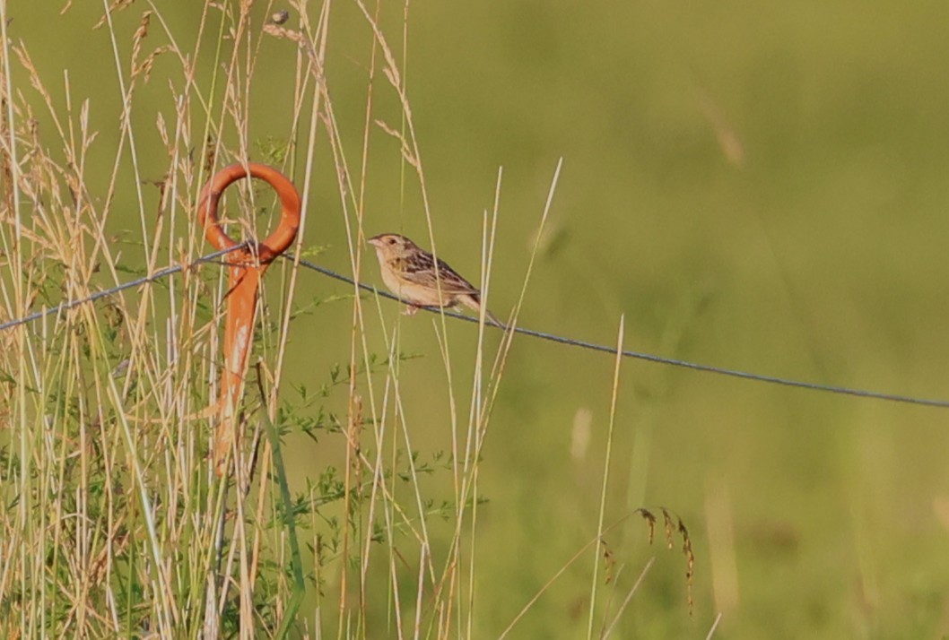 Grasshopper Sparrow - ML638738154
