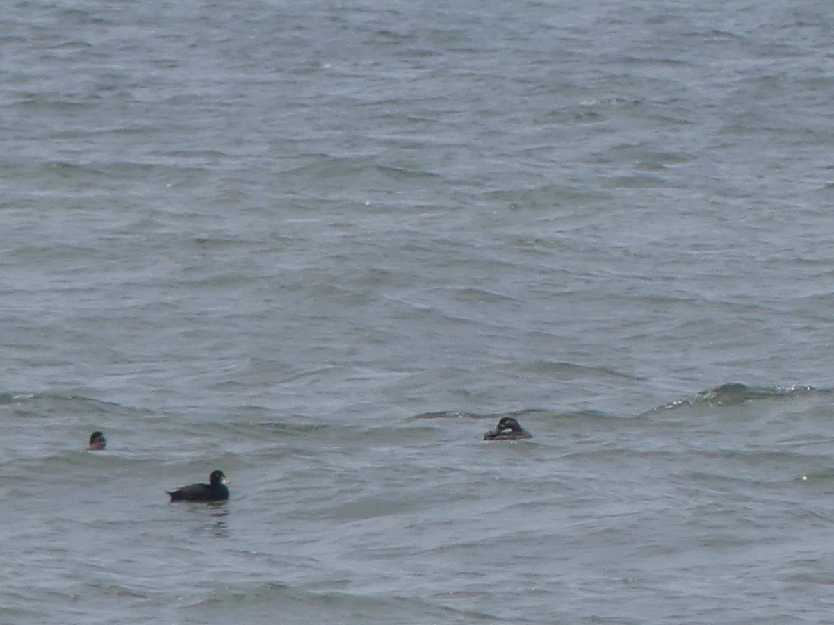 Surf Scoter - ML638738157