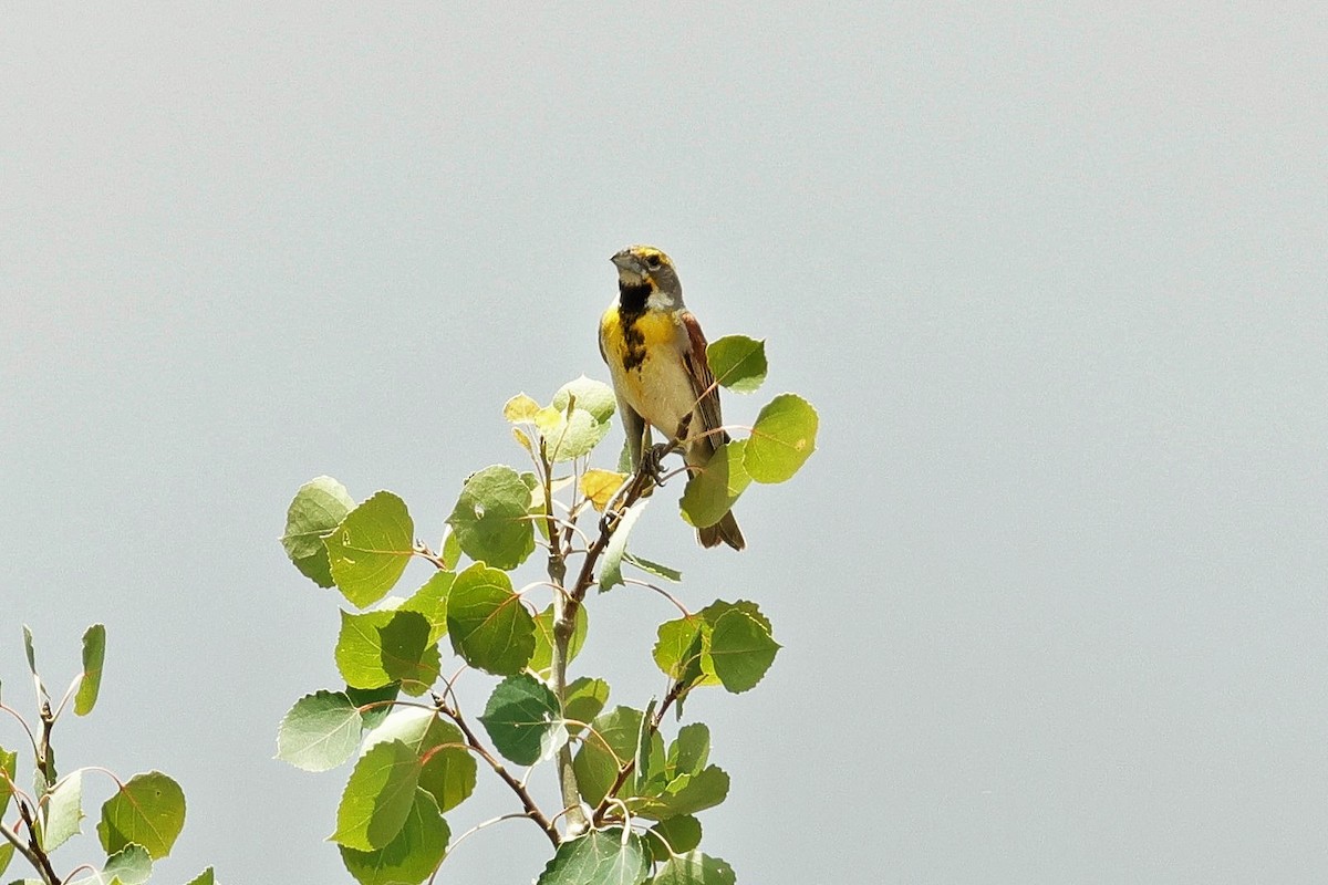 Dickcissel - ML638738161