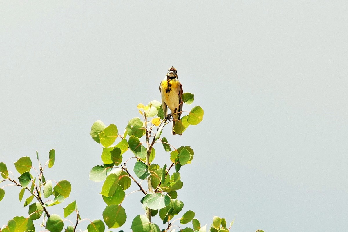 Dickcissel - ML638738162