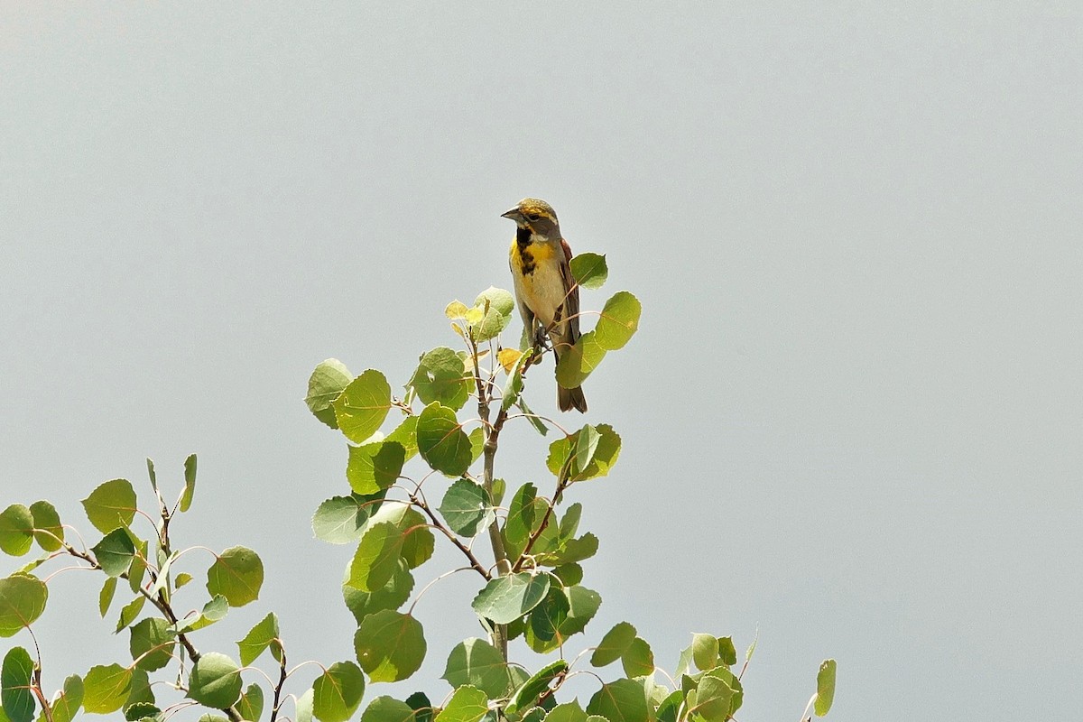 Dickcissel - ML638738163