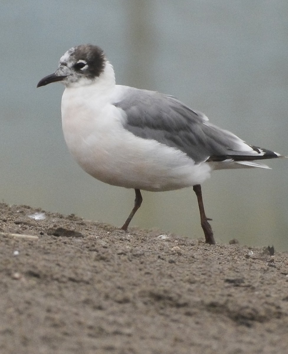 Mouette de Franklin - ML638738190