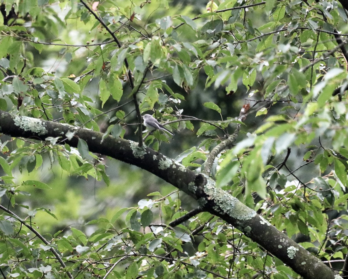 Blue-gray Gnatcatcher - ML638738226