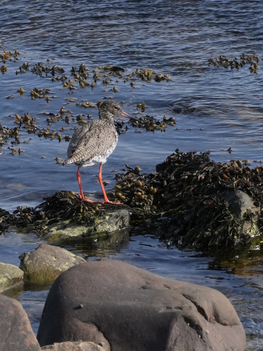 Common Redshank - ML638738230