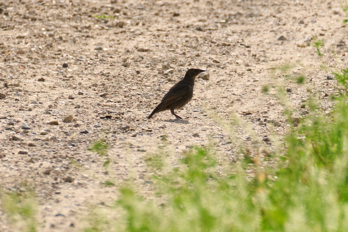 歐洲椋鳥 - ML638738240