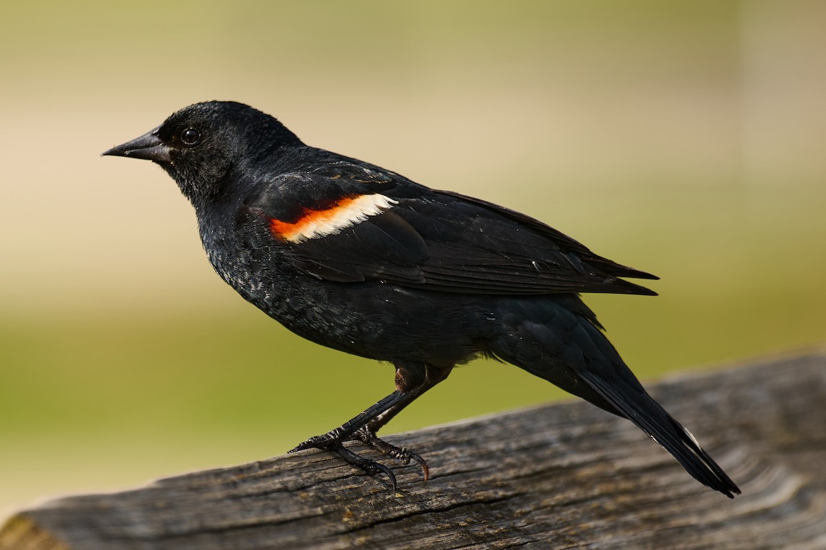 Red-winged Blackbird - ML638738256