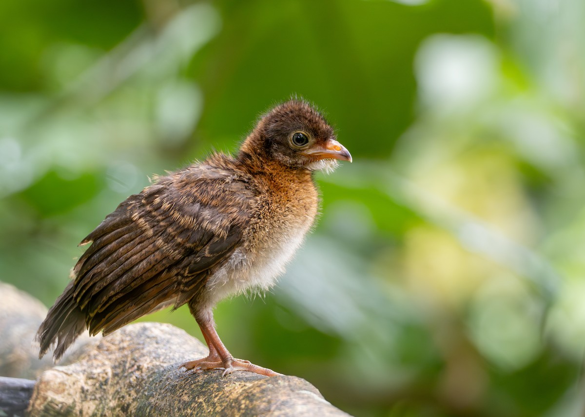Gray-headed Chachalaca - ML638738287
