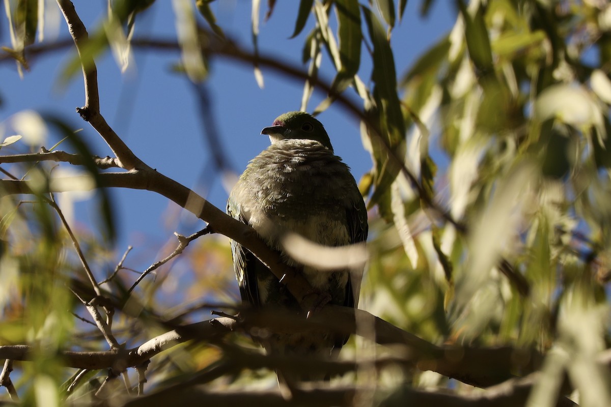 Superb Fruit-Dove - ML638738288