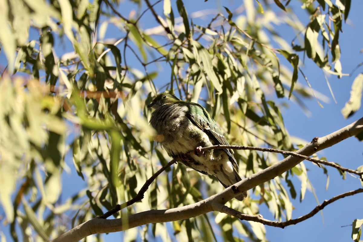 Superb Fruit-Dove - ML638738289