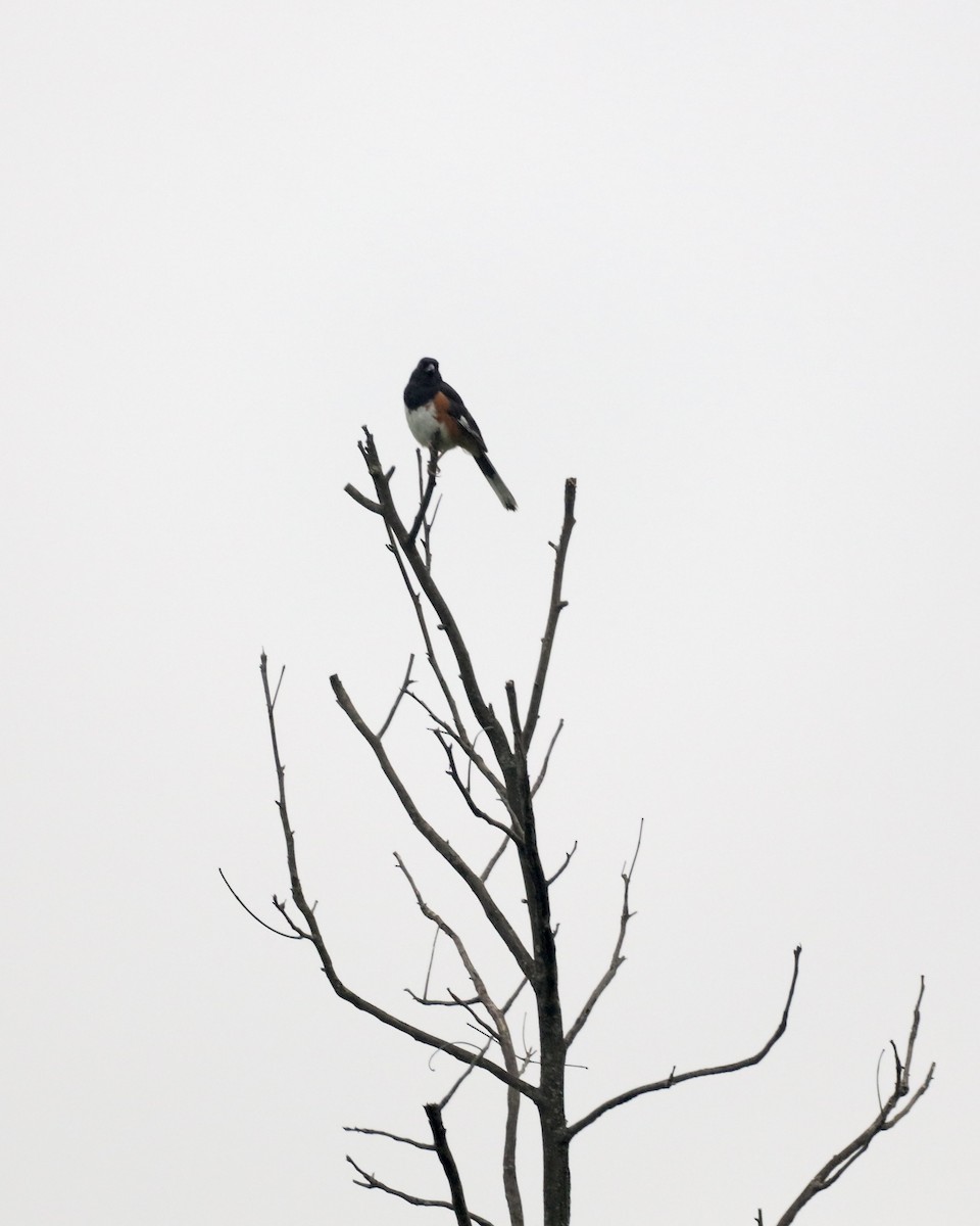 Eastern Towhee - ML638738301