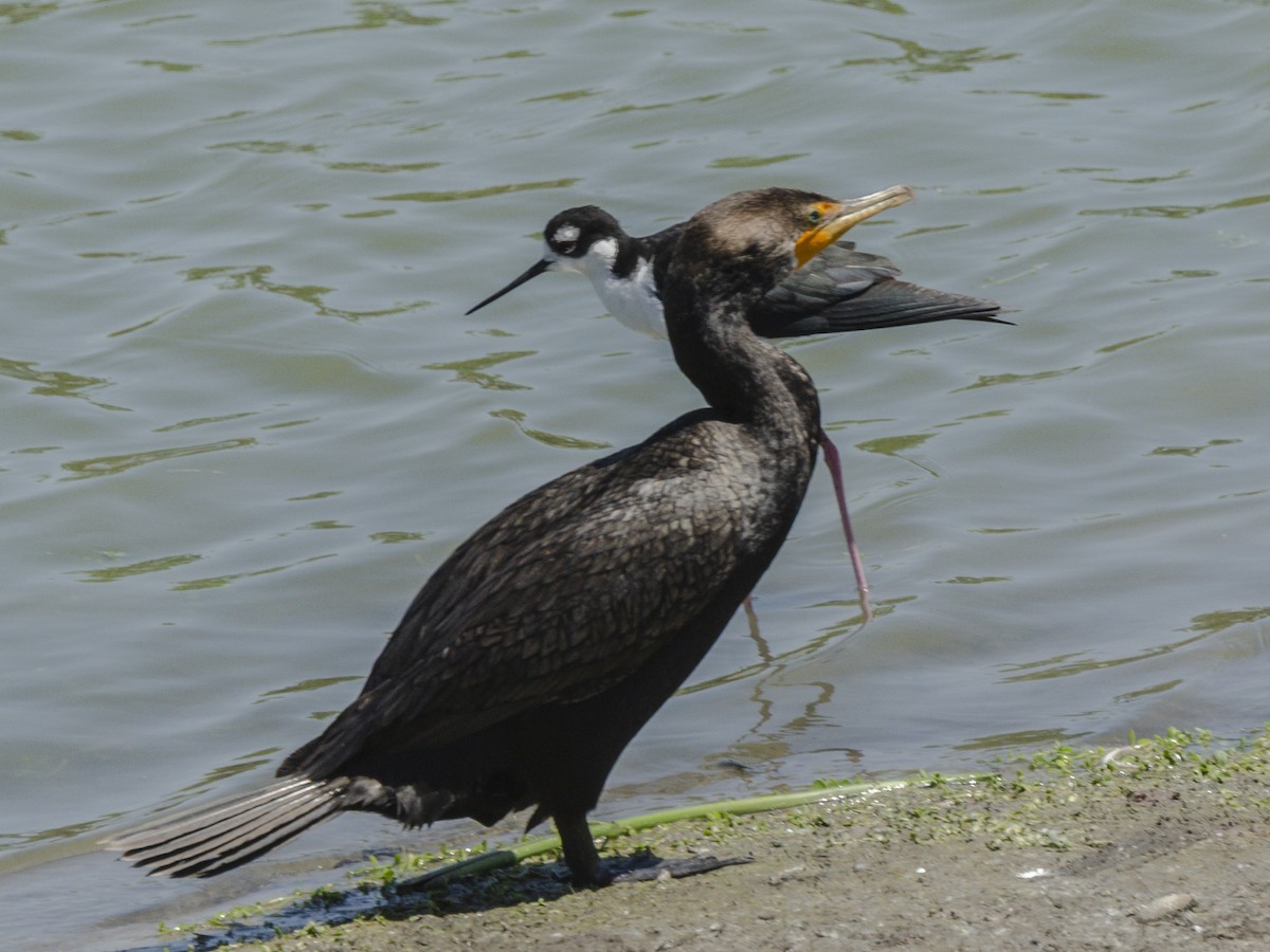 Cormoran à aigrettes - ML638738330