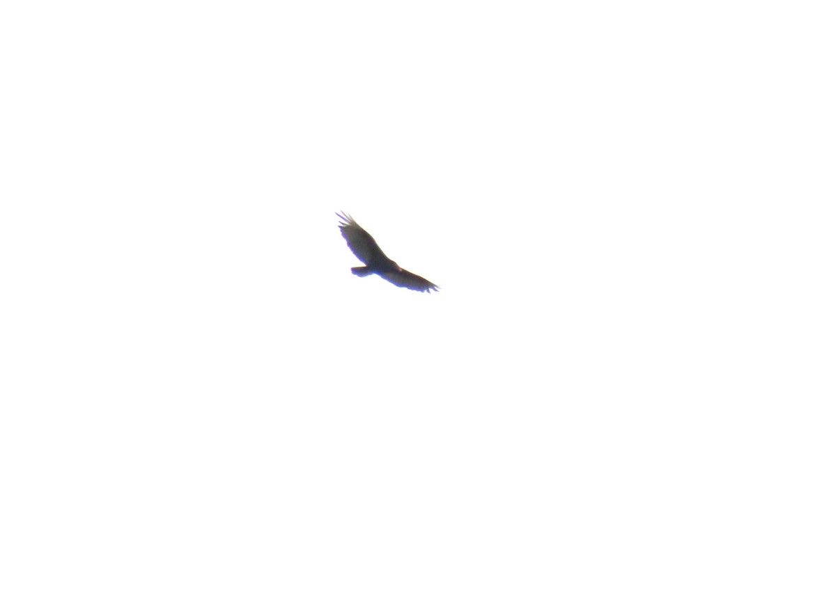 Turkey Vulture - ML638738337