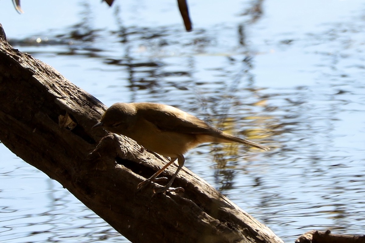 Australian Reed Warbler - ML638738343