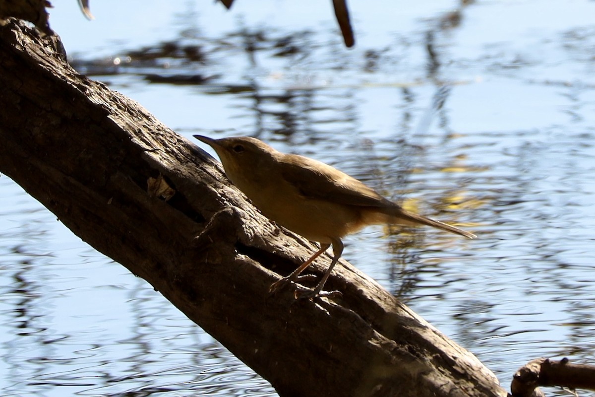 Australian Reed Warbler - ML638738344
