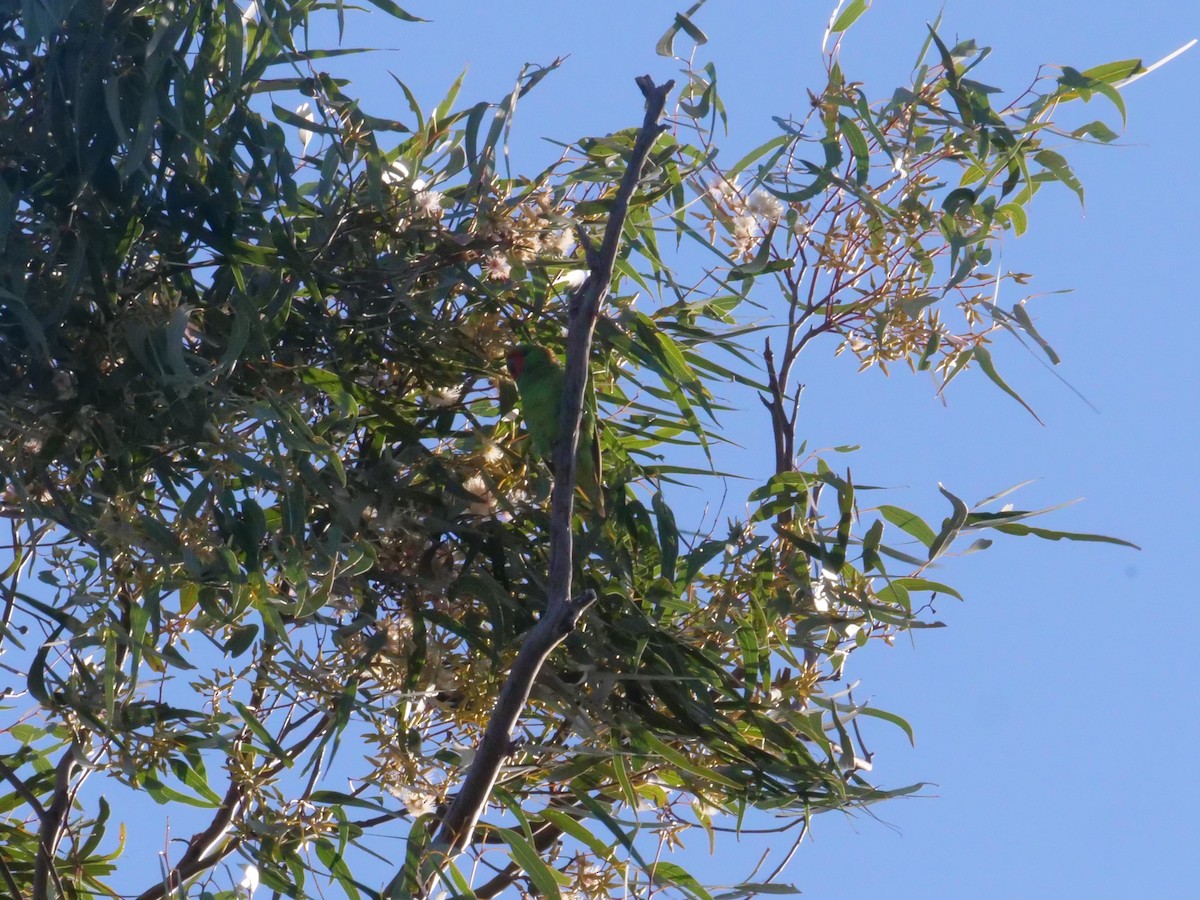 Little Lorikeet - ML638738362