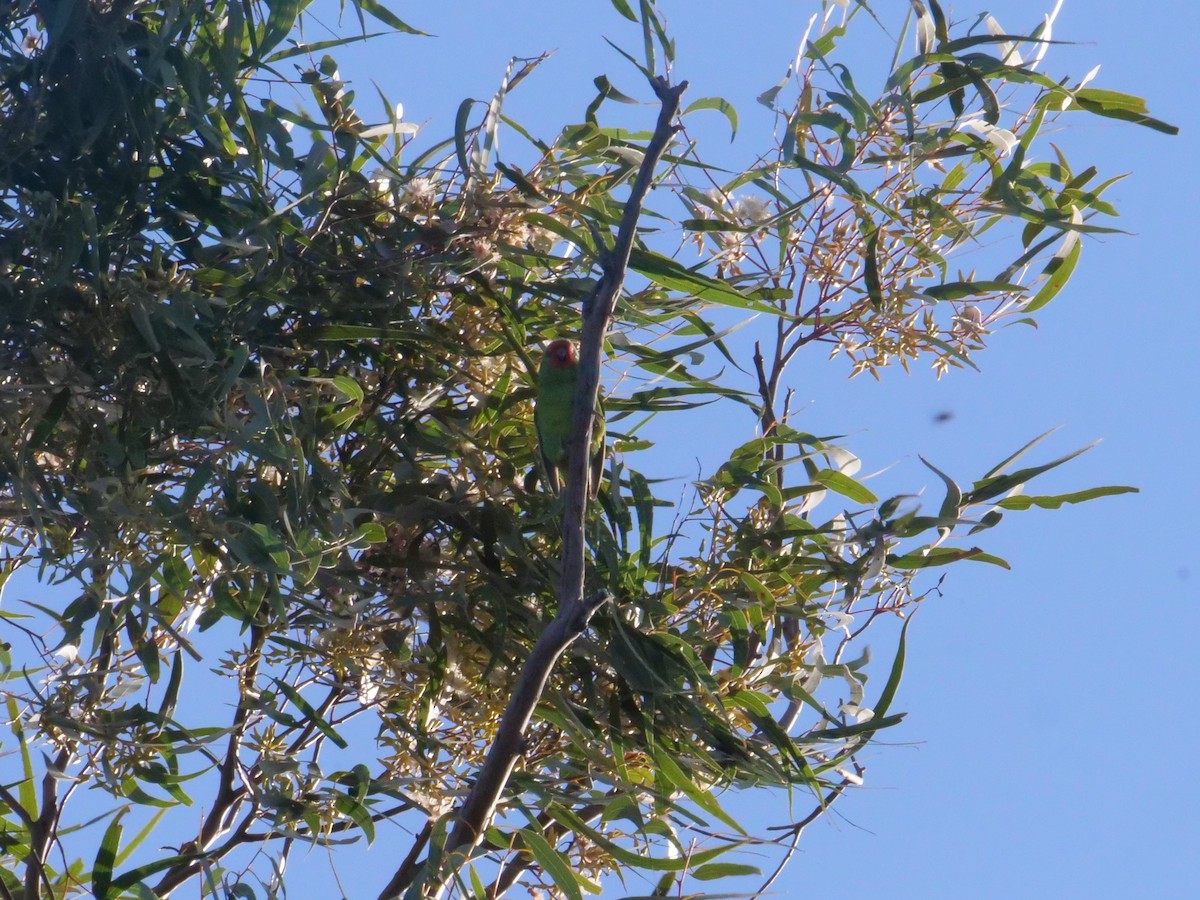 Little Lorikeet - ML638738363