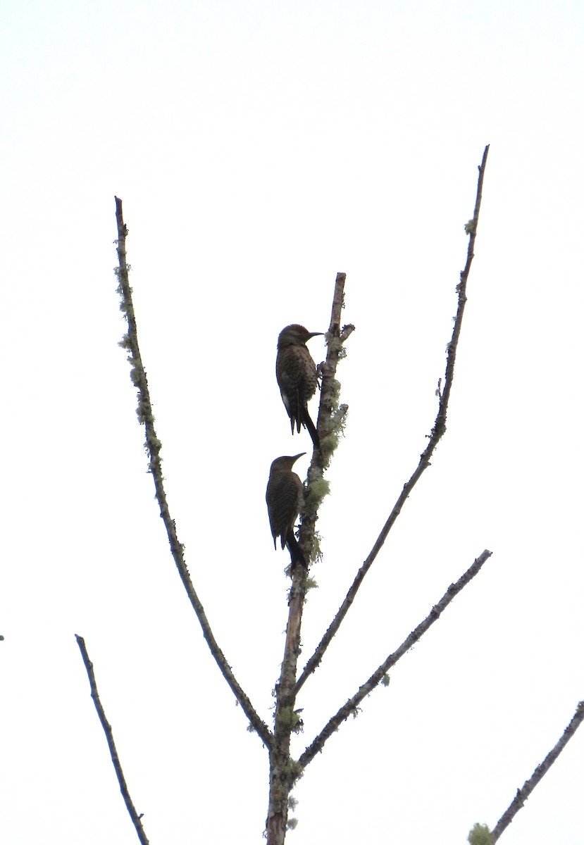 Northern Flicker - ML638738365