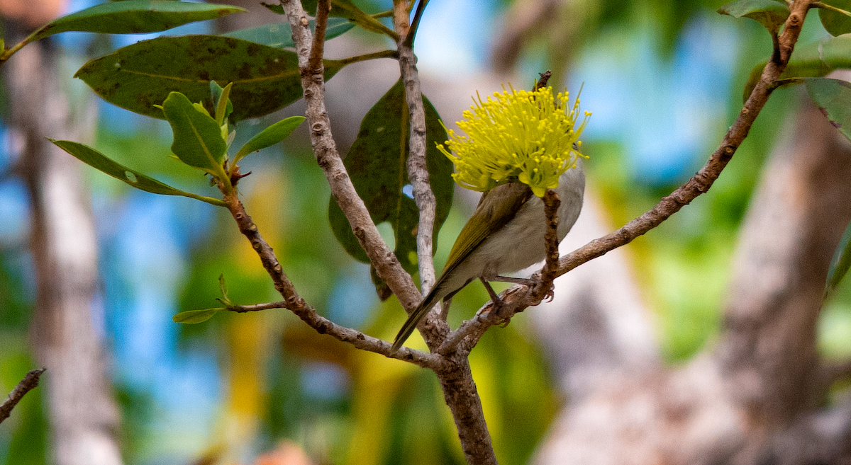 White-throated Honeyeater - ML638738381