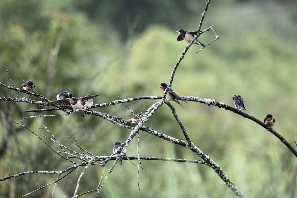 låvesvale (erythrogaster) - ML638738400