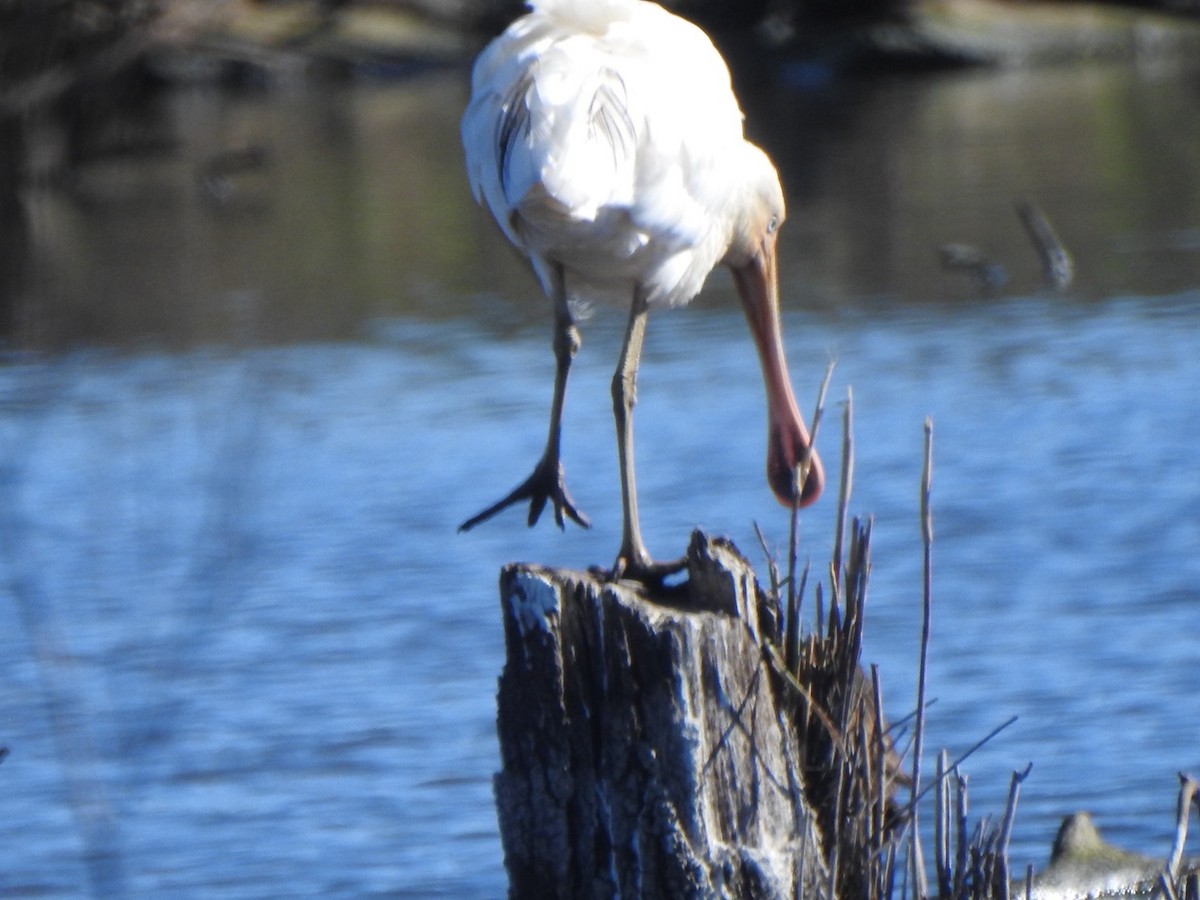 Yellow-billed Spoonbill - ML638738412