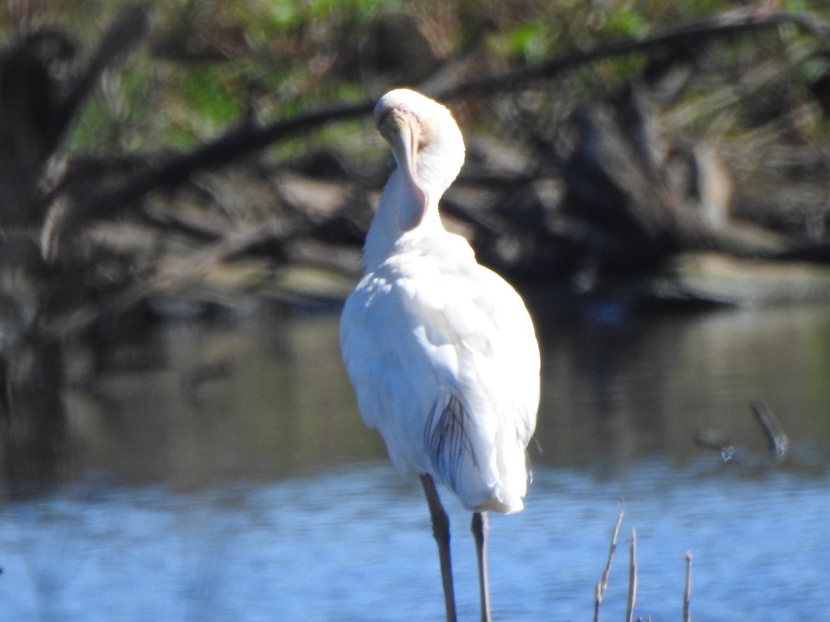 Yellow-billed Spoonbill - ML638738413