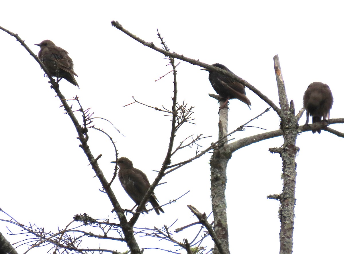 歐洲椋鳥 - ML638738469