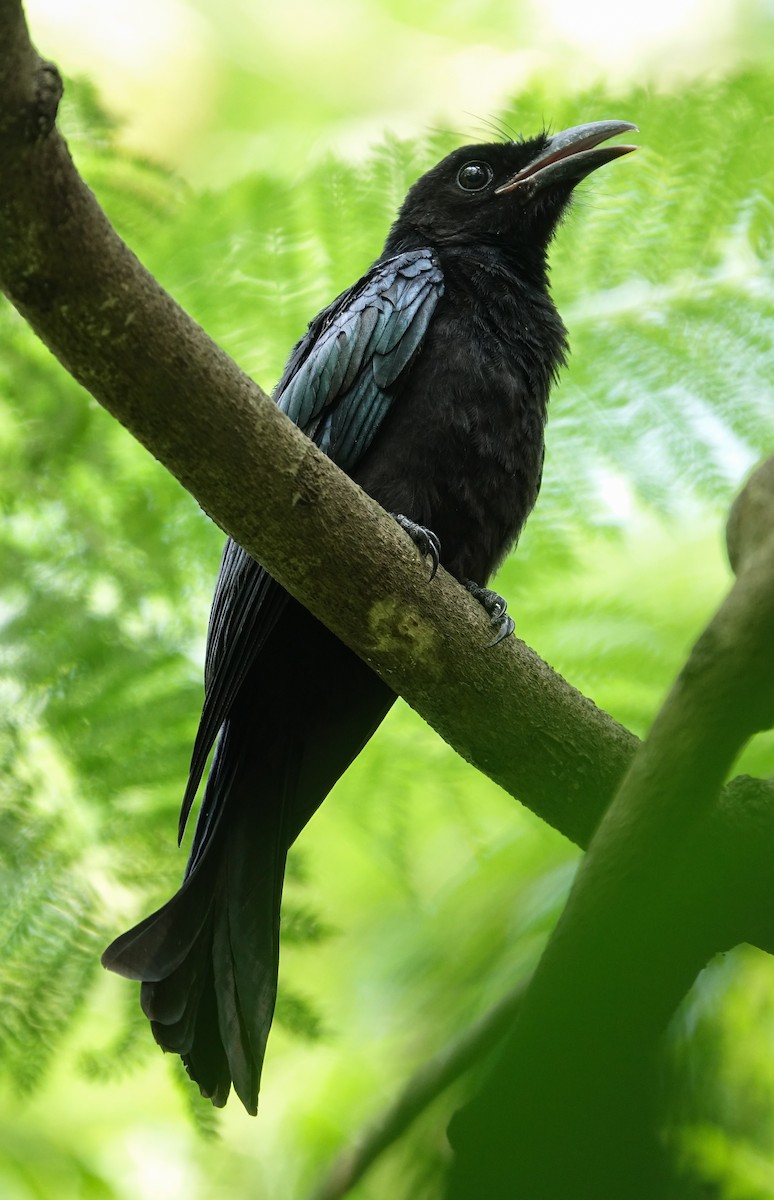 Hair-crested Drongo - ML638738479