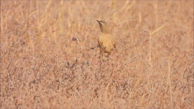 Long-billed Pipit - ML638738487
