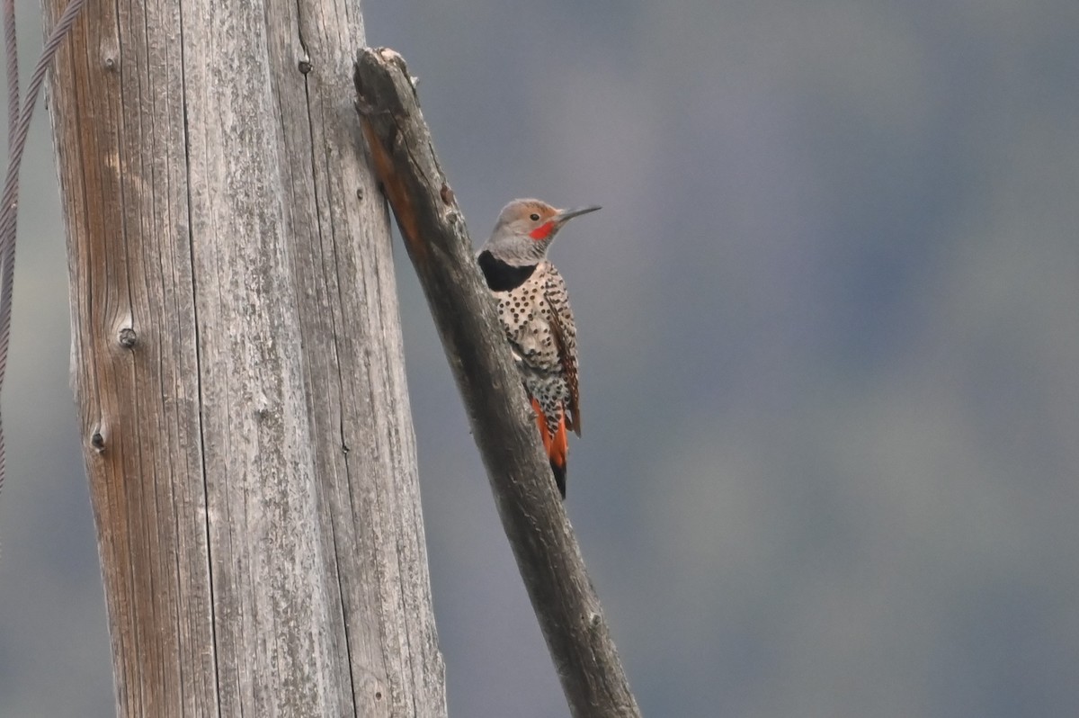 Northern Flicker - ML638738517