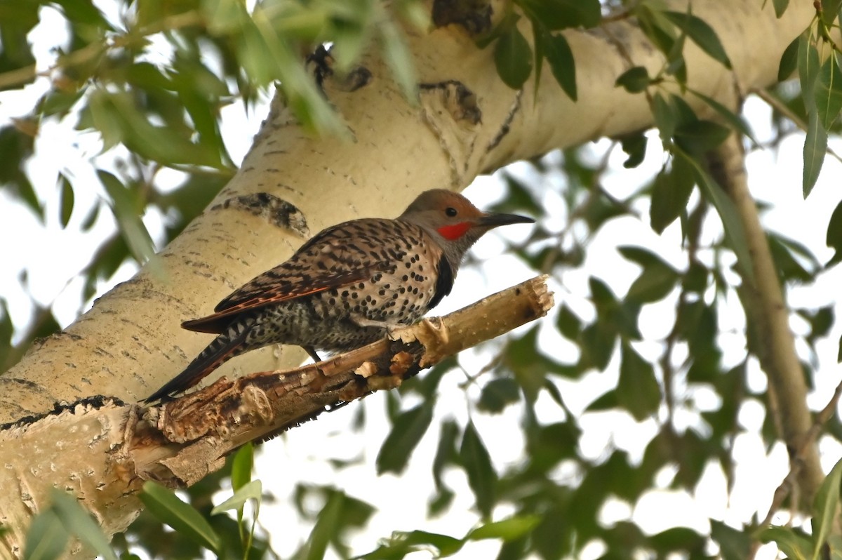 Northern Flicker - ML638738518